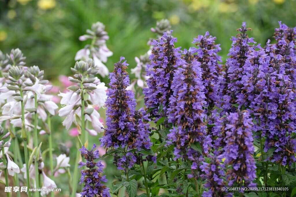 紫色花卉与白色花卉同框