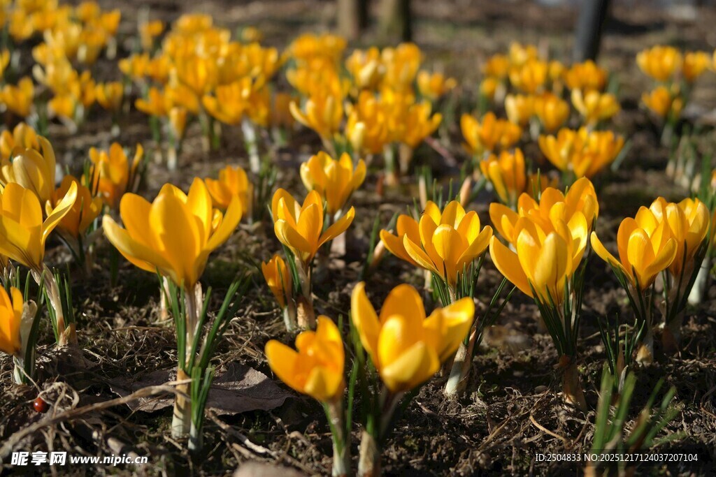 春日绽放的黄色番红花