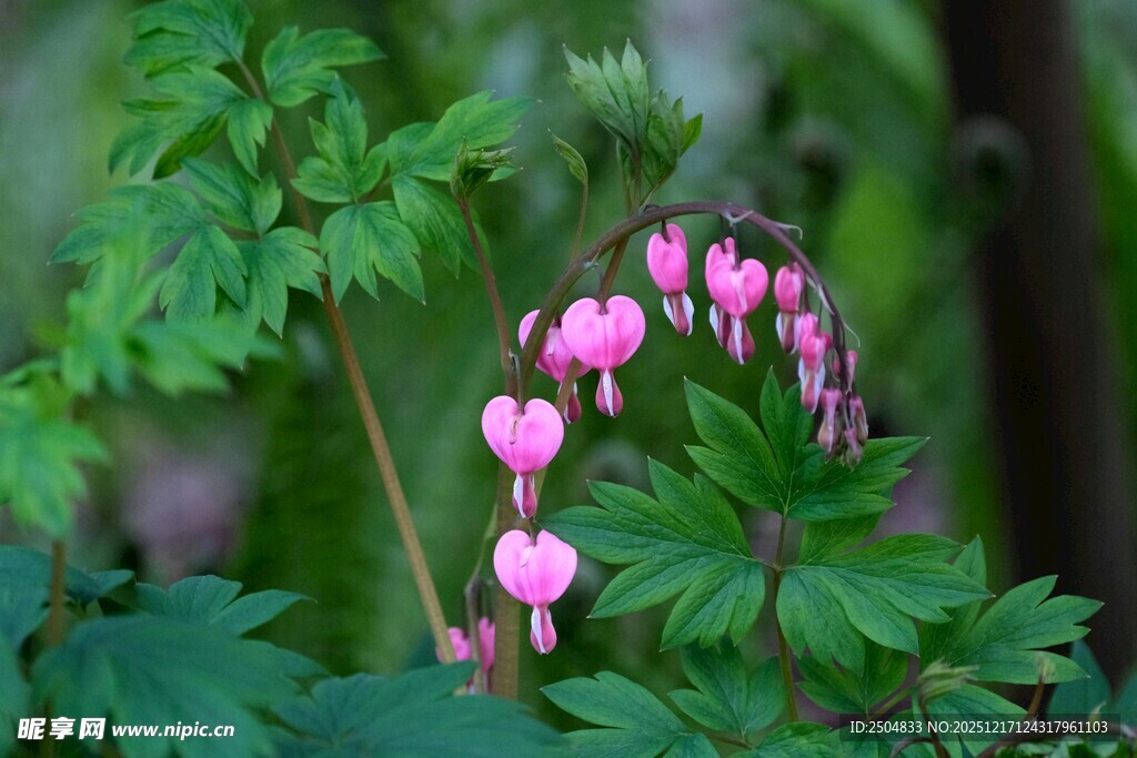 荷包牡丹绽放绿意间