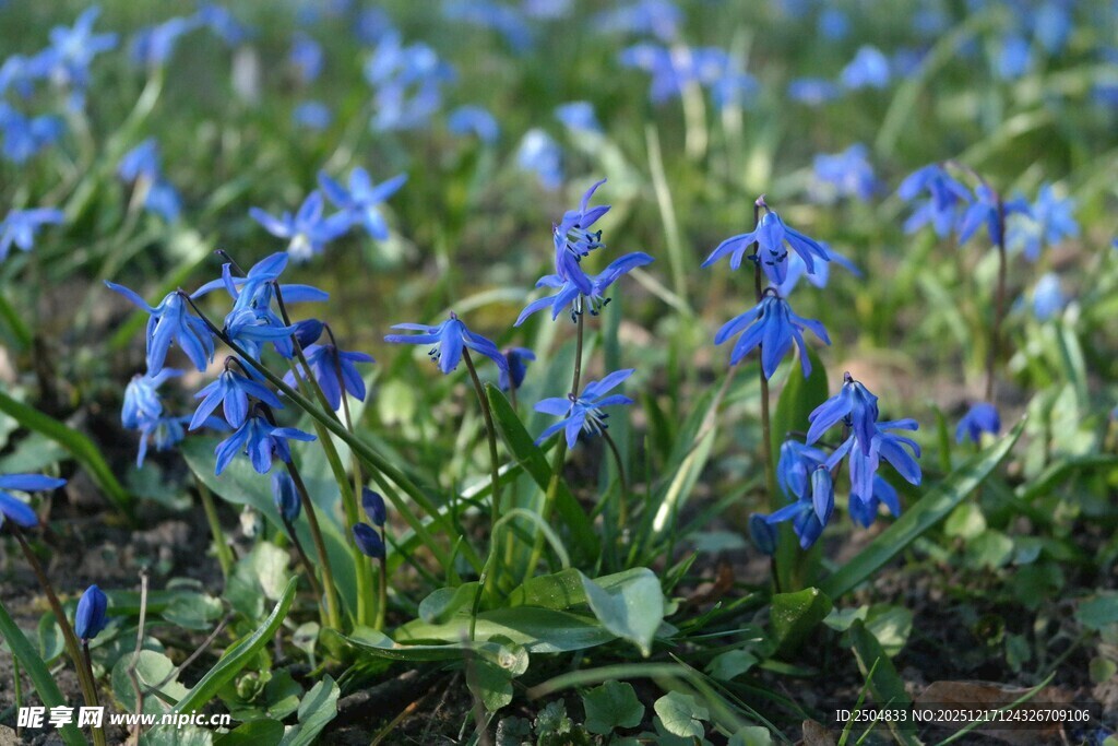 蓝铃花绽放于绿意间