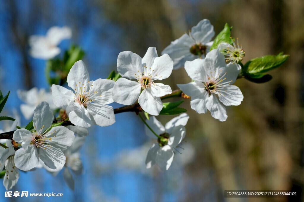 枝头绽放的洁白花朵