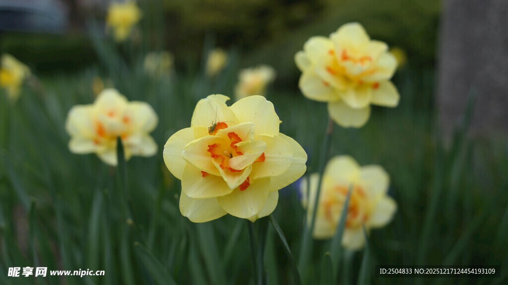 黄色洋水仙绽放于草地
