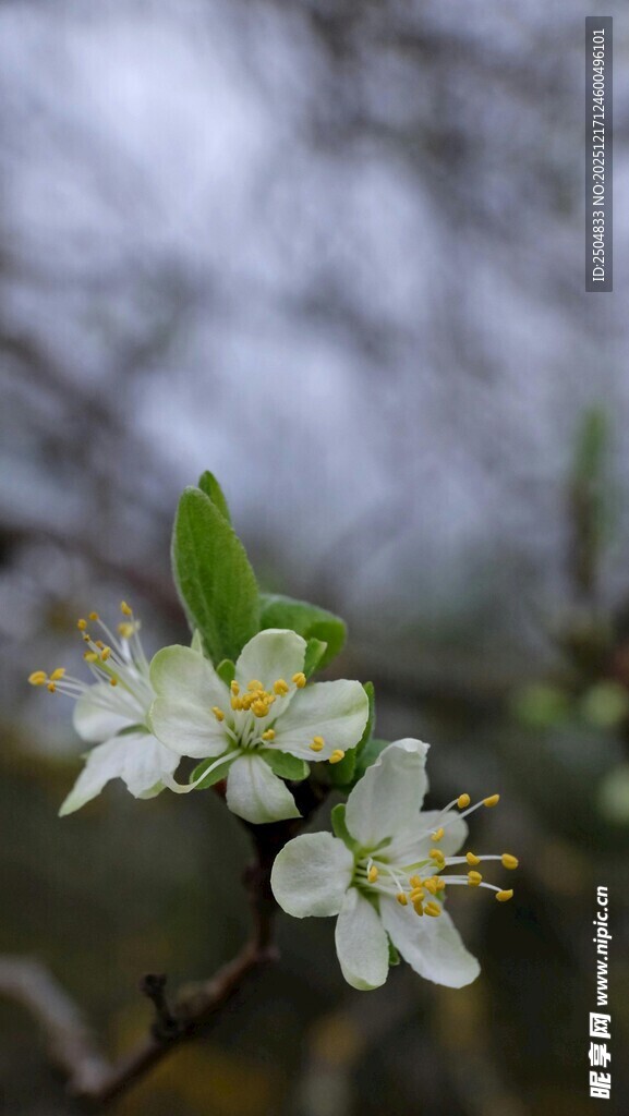 枝头绽放的洁白小花