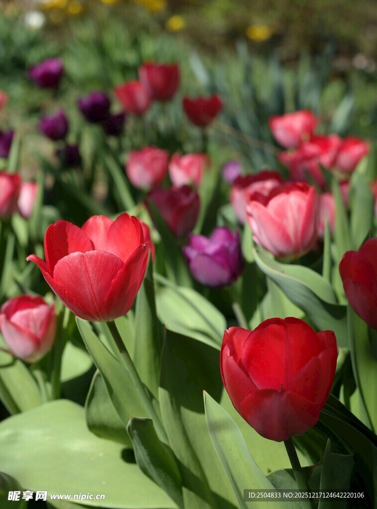 多彩郁金香绽放的美丽