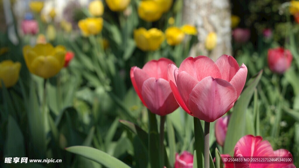 娇艳郁金香绽放于花丛