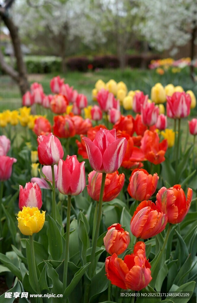 多彩郁金香绽放的美景