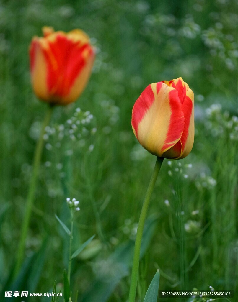 两朵娇艳的红黄相间郁金香