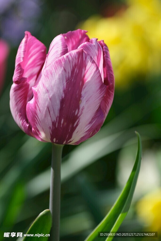 粉色条纹郁金香特写