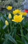 绽放的黄色郁金香
