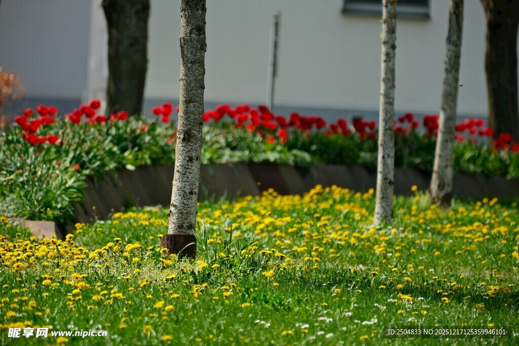 多彩花卉装点的林间景致