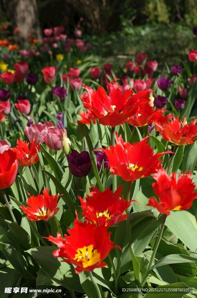 鲜艳绽放的多彩郁金香