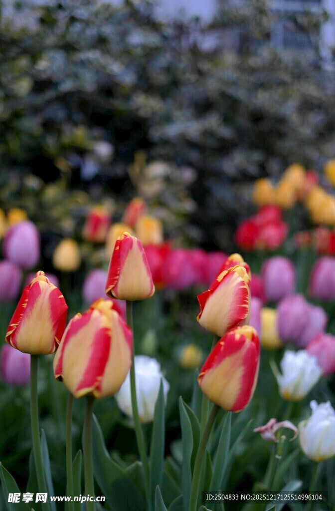 多彩郁金香绽放美景