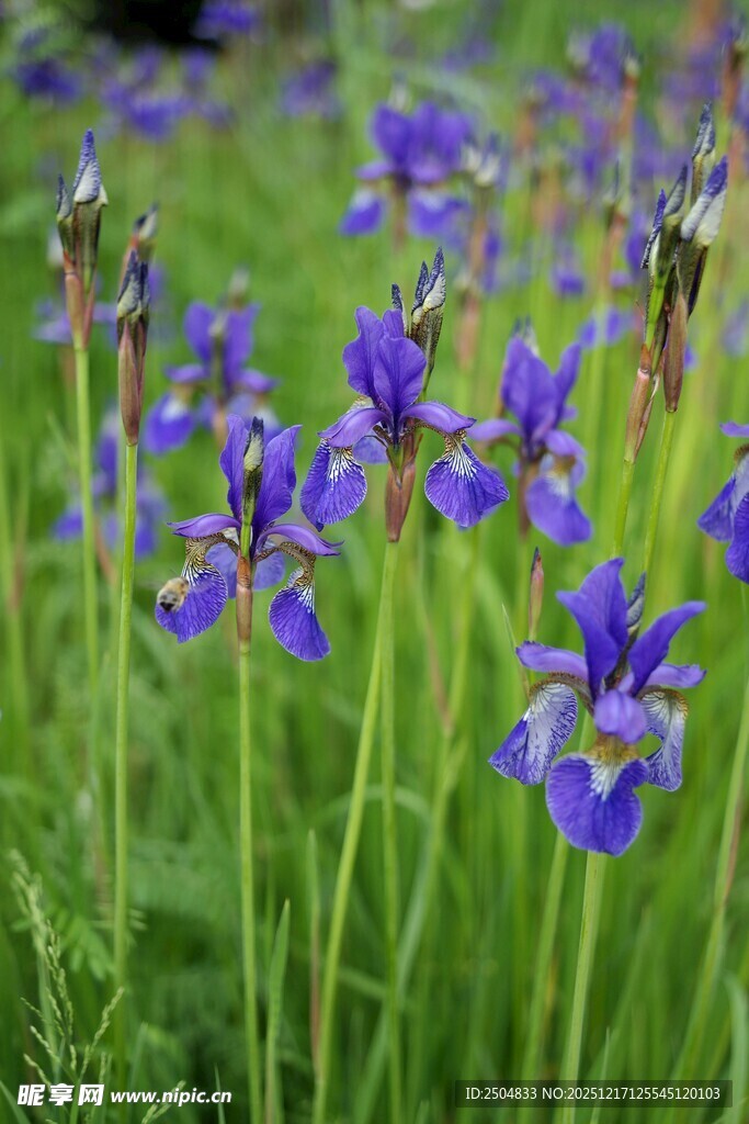 紫色鸢尾花绽放的美景