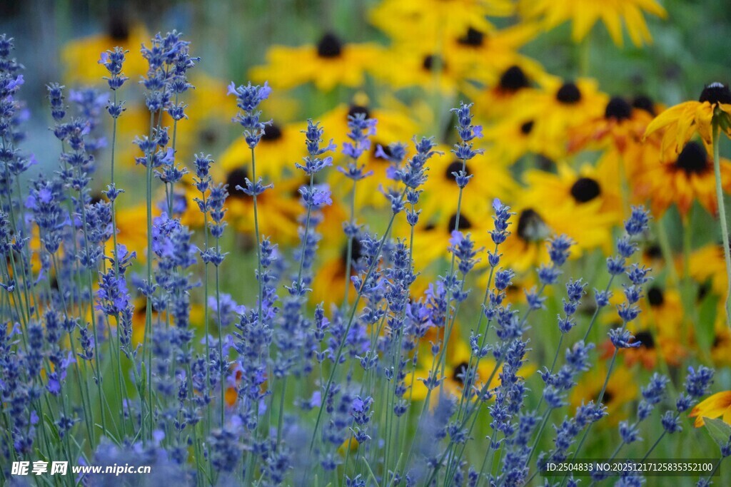 多彩花卉绽放的美丽景致