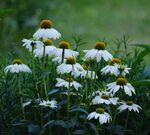 白色松果菊绽放于绿野