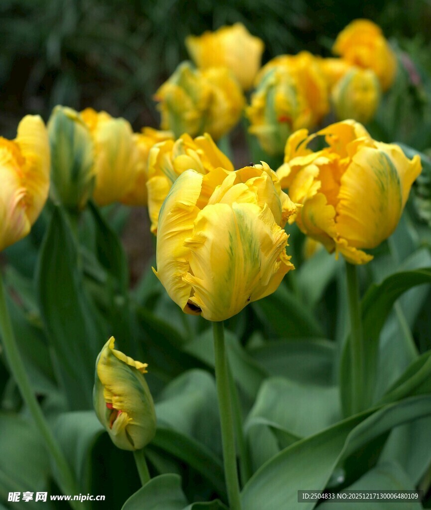黄色郁金香绽放美景