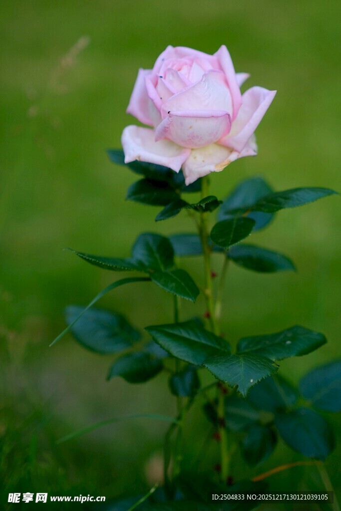 粉玫瑰绽放于翠绿背景中