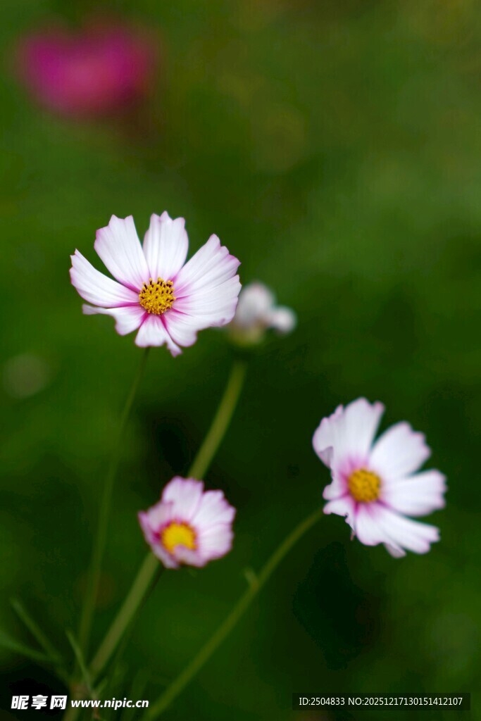 清新雏菊绽放绿意间