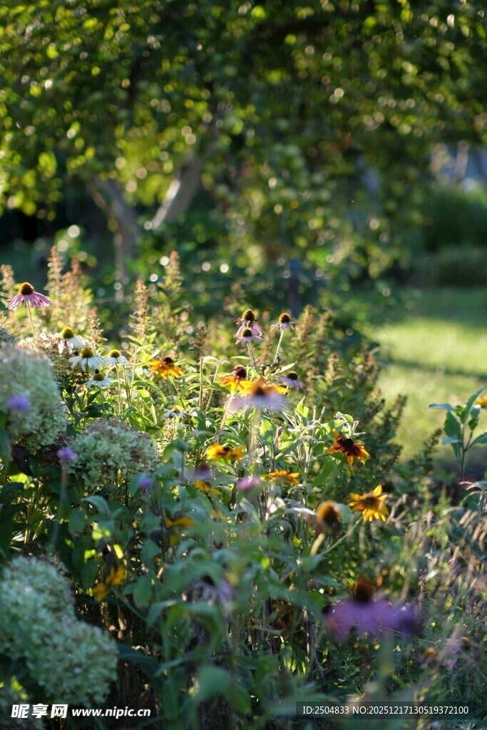 多彩花园中的繁茂植物