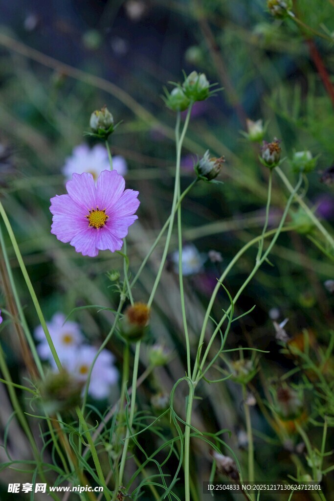 野外绽放的美丽格桑花