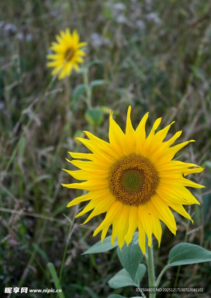 田野中的灿烂向日葵