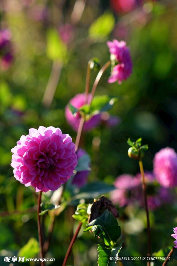 绽放的美丽紫花