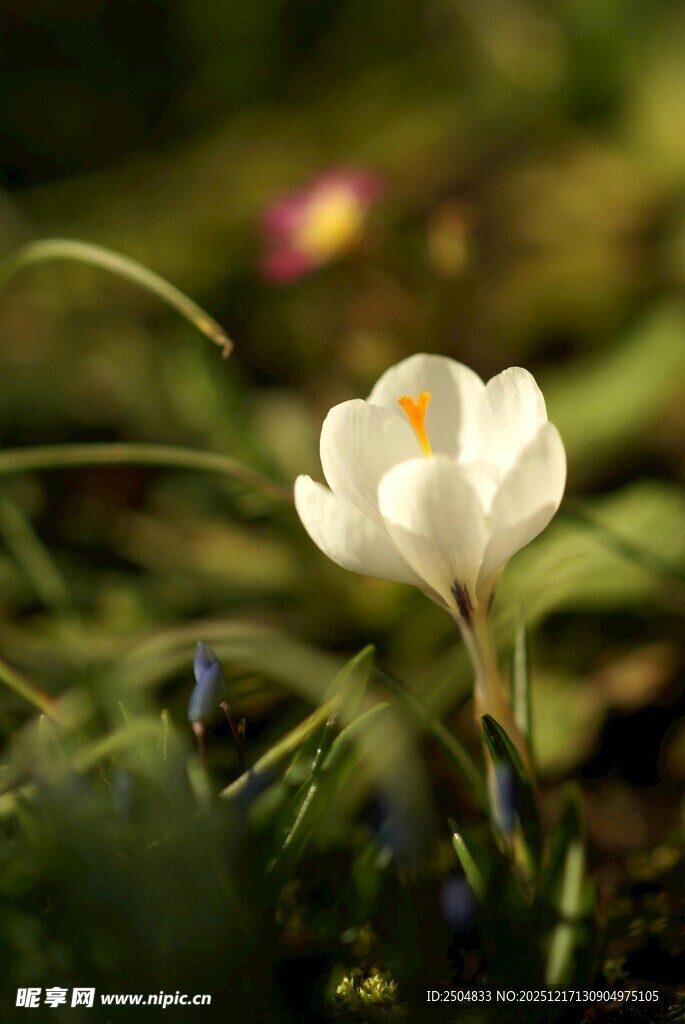 白色番红花绽放于草丛