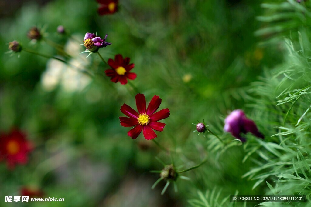 娇艳小花绽放绿意间