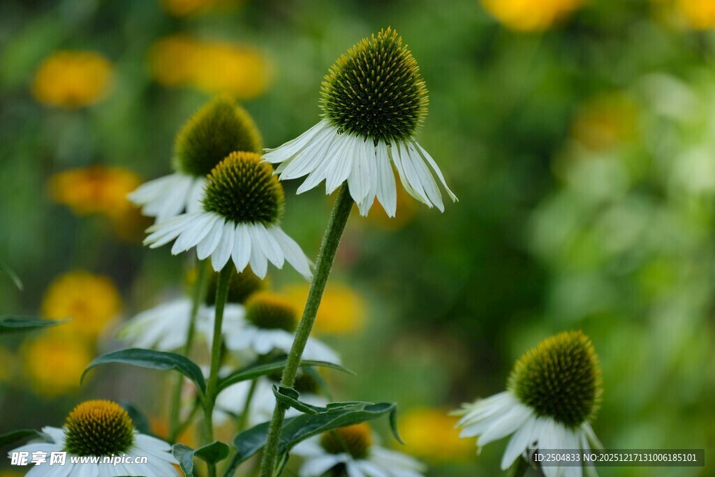 清新白松果菊绽放画面