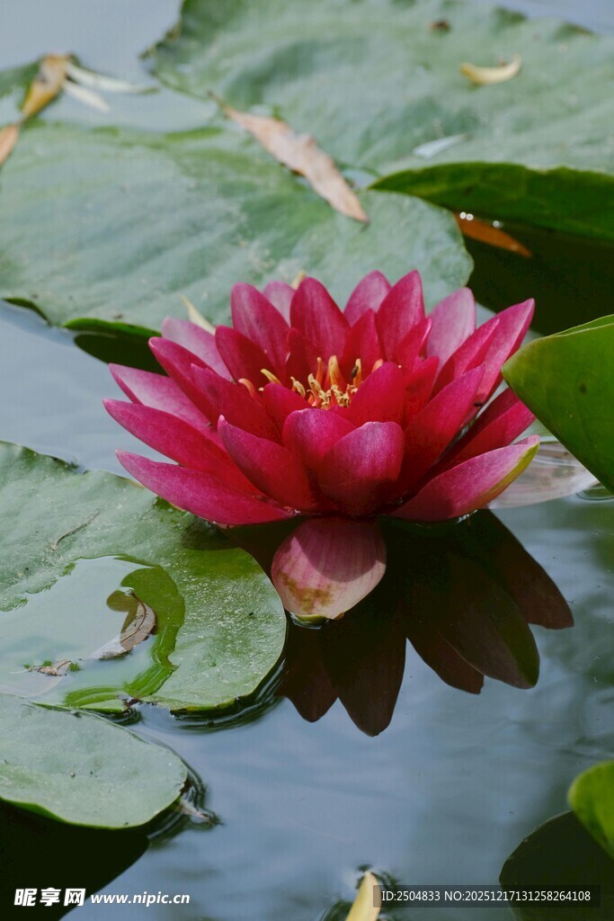 娇艳睡莲绽放于水面