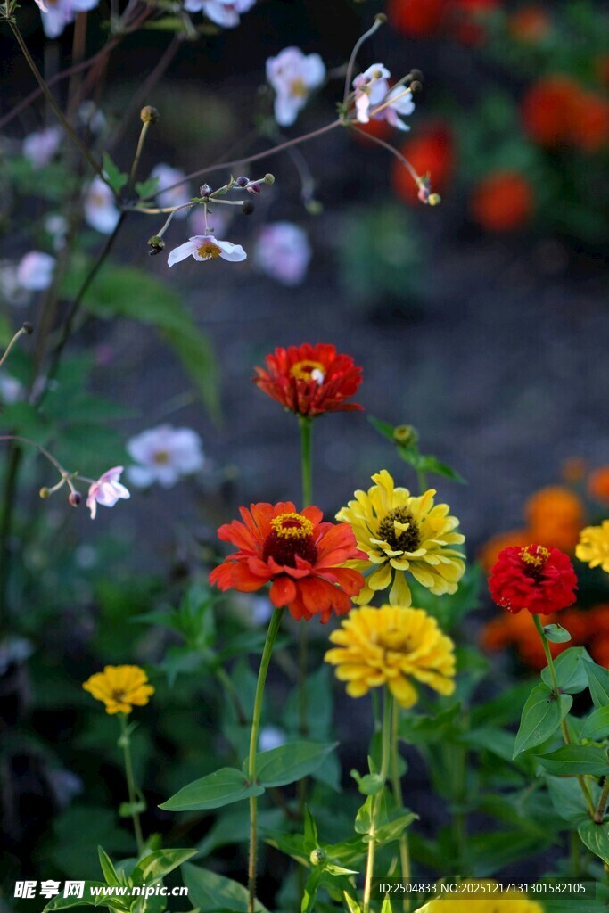 多彩花卉绽放于花园