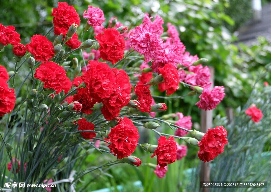 鲜艳多彩康乃馨绽放