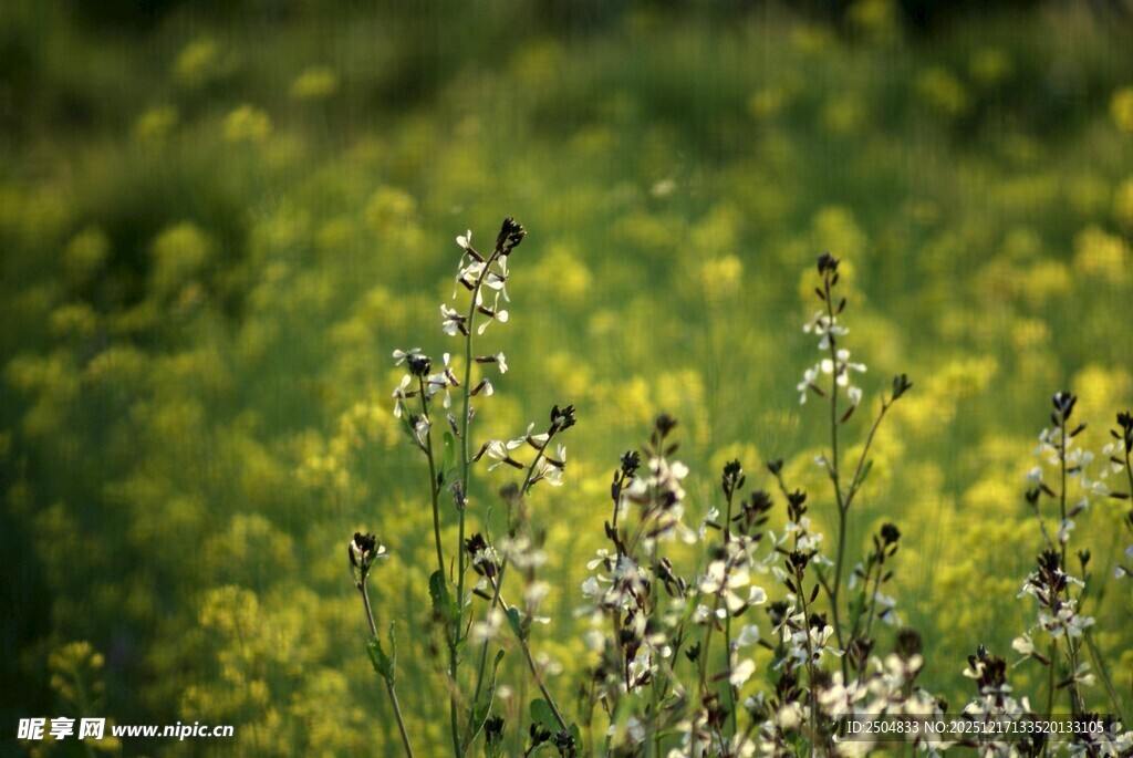 田野中的繁茂花草