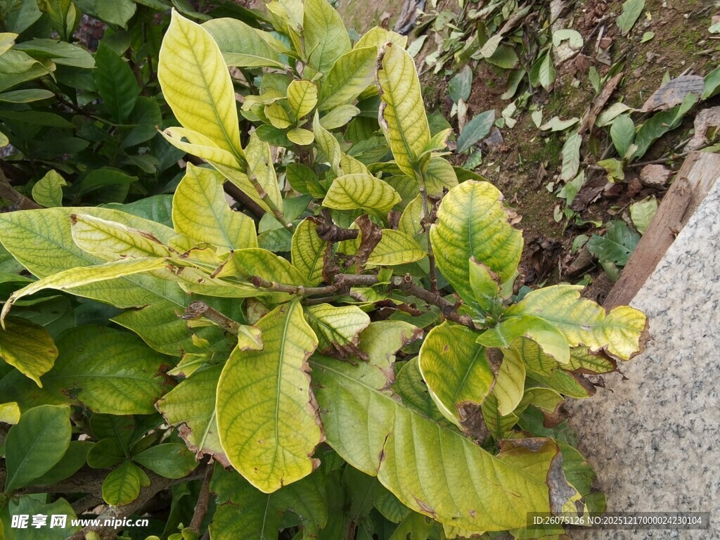 黄绿相间的绿叶植物