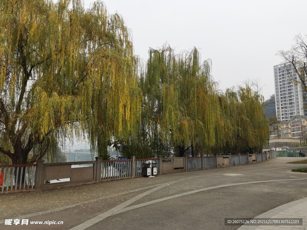 河畔垂柳下的宁静道路