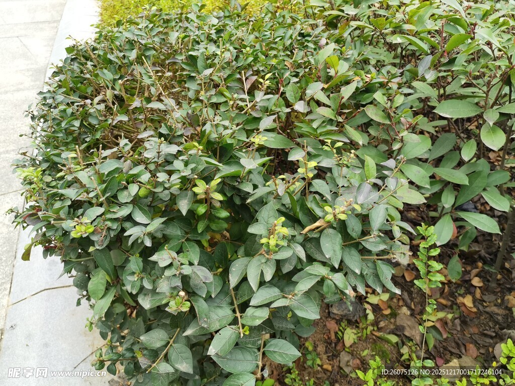 绿叶繁茂的灌木丛