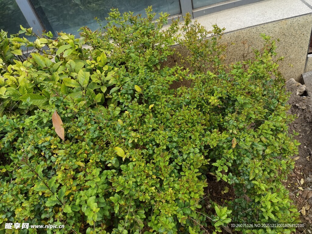 绿叶繁茂的灌木丛