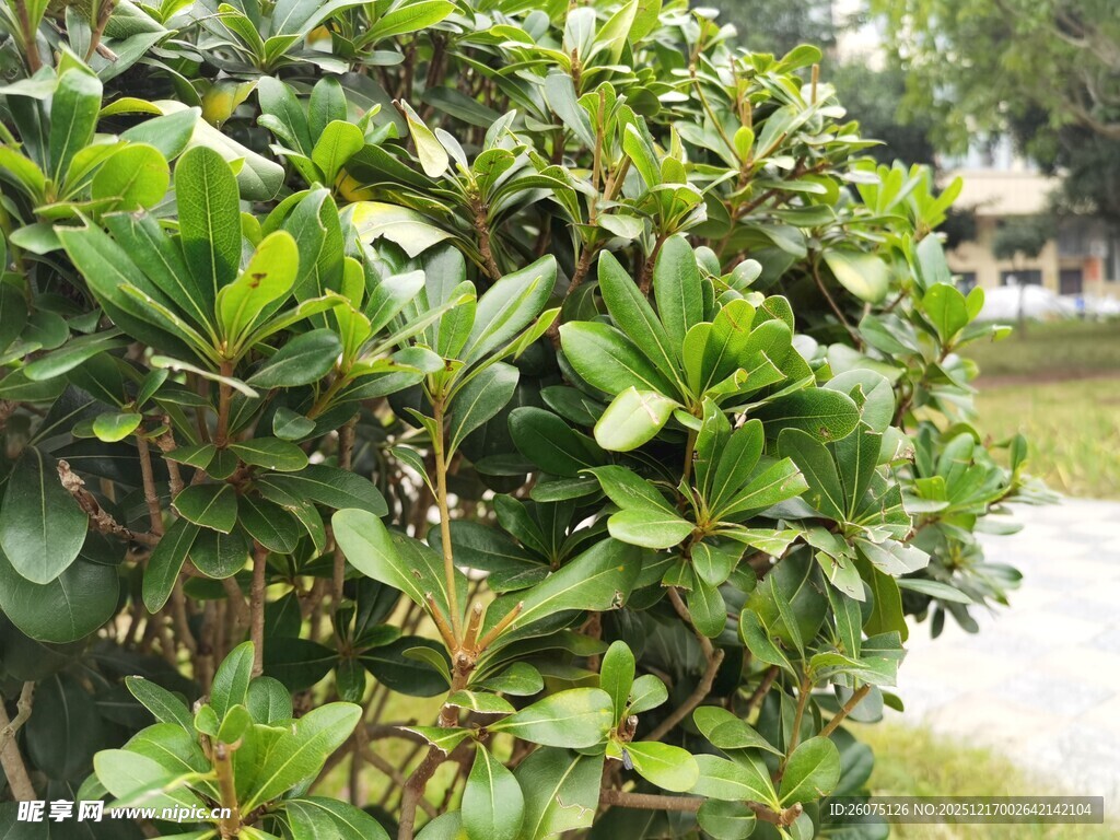 绿叶繁茂的灌木丛