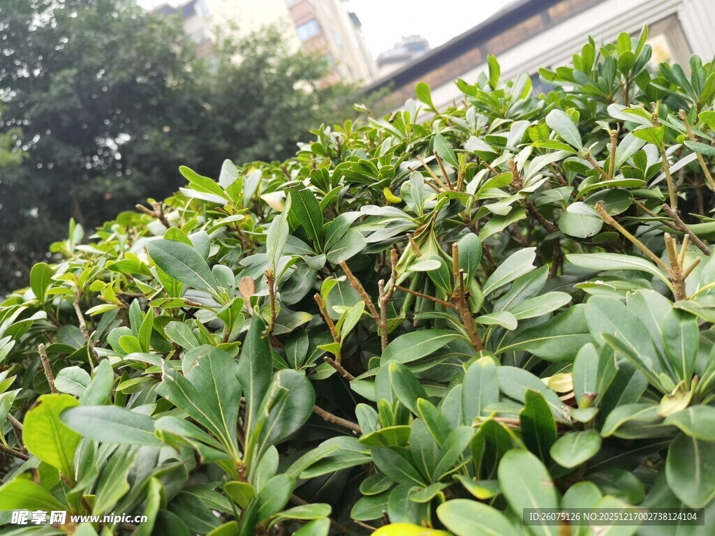 绿叶繁茂的灌木丛