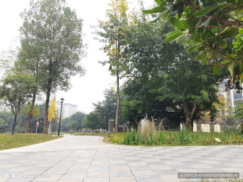 宁静的林间步道