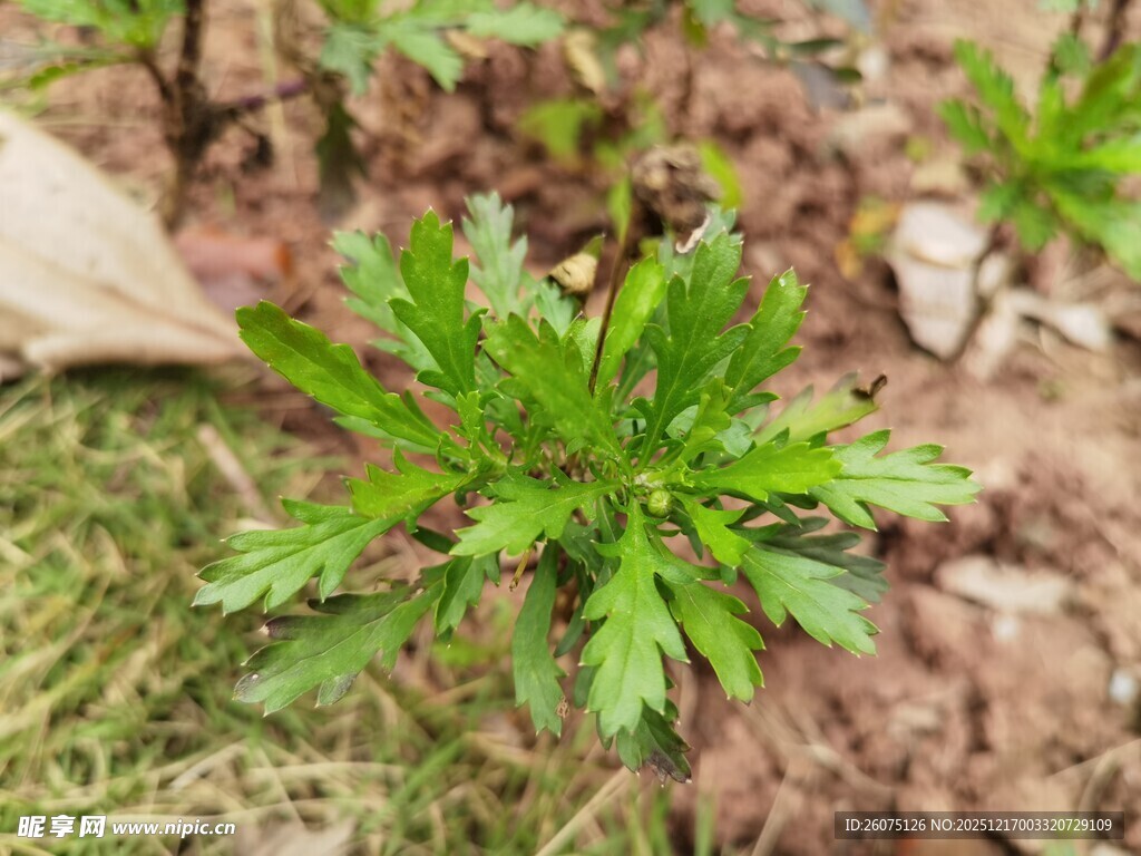 嫩绿艾草植株特写