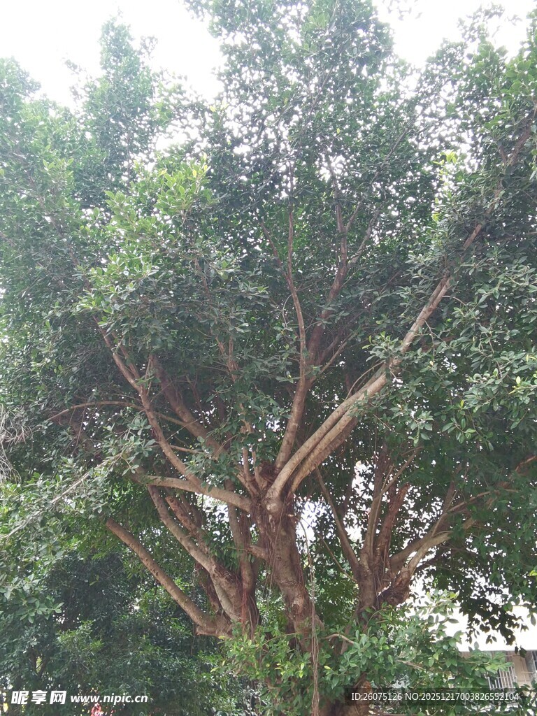 茂盛大树展现勃勃生机