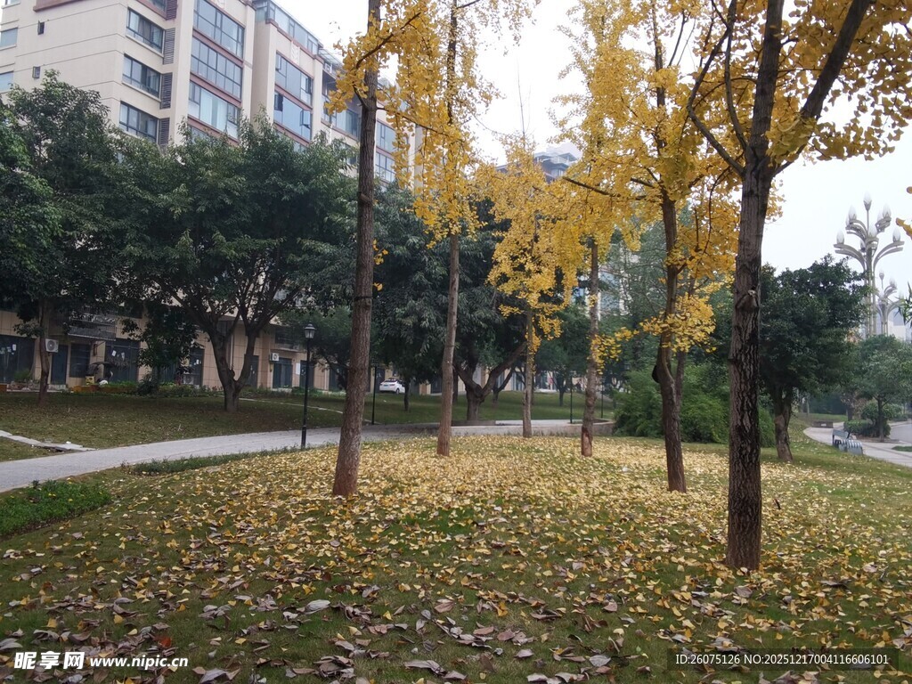 秋日校园银杏落叶美景