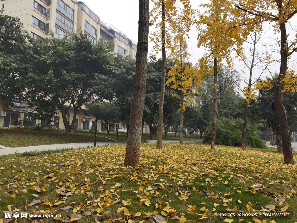 秋日校园落叶美景