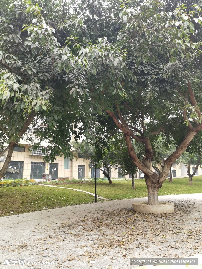 庭院中的繁茂树木