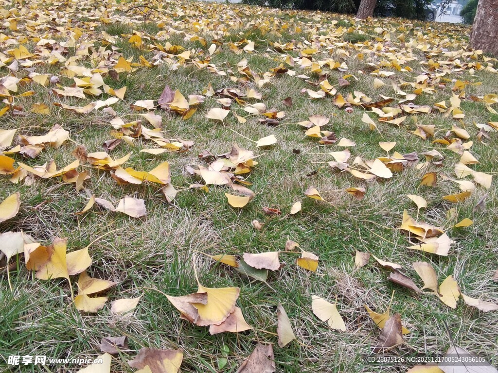 秋日草地落叶美景