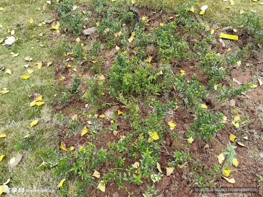 地面上的绿色植物与落叶