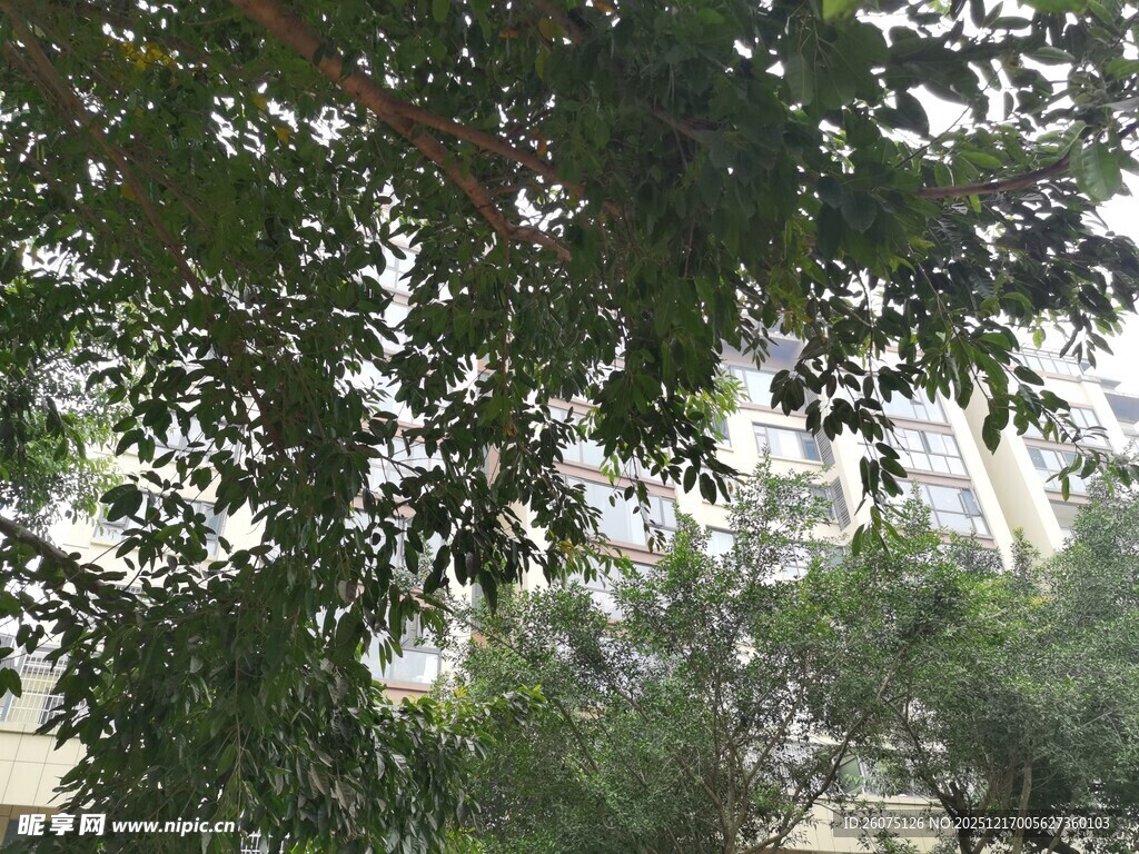 枝叶繁茂的绿树景观