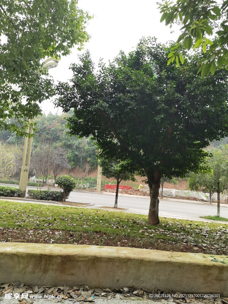 公园中的绿树景观