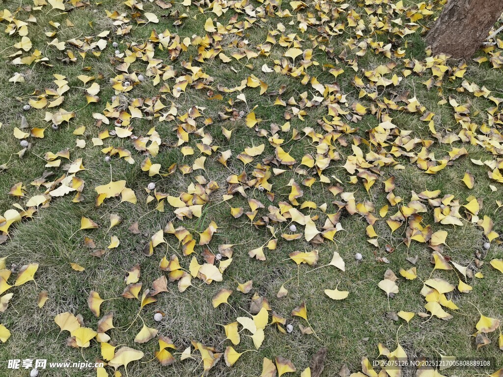 地面散落的金黄银杏叶